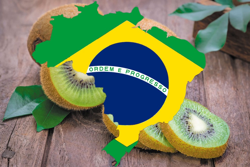 kiwi brazil